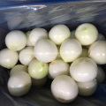 Fresh Peeled Onion with good quality